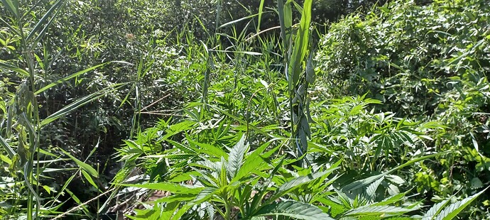 Growreport Bild 2