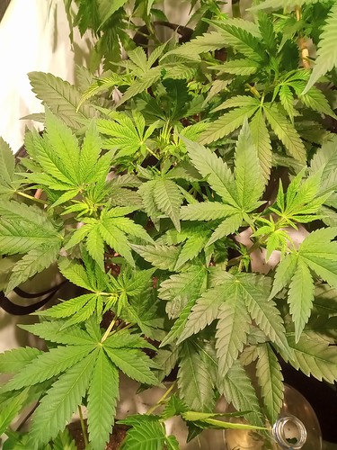 Growreport Bild 12