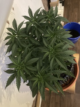 Growreport Bild 1