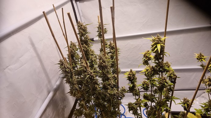Growreport Bild 2