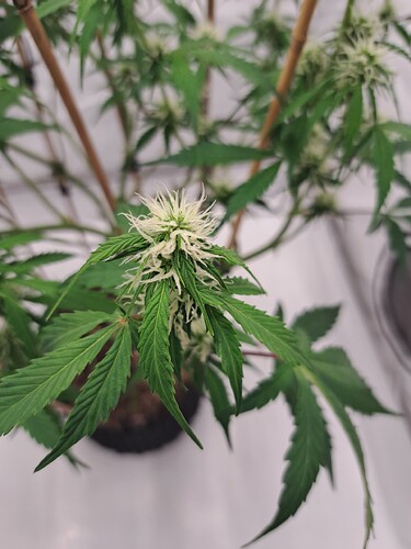 Growreport Bild 8