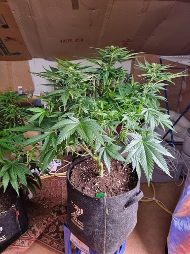 Growreport Bild 53