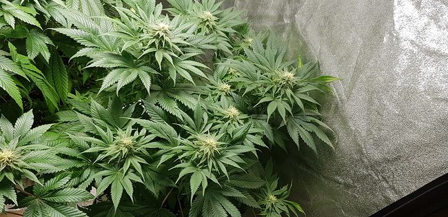 Growreport Bild 4