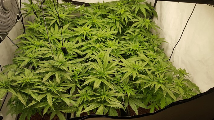Growreport Bild 2