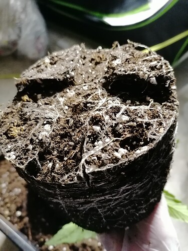 Growreport Bild 11