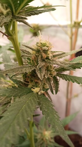 Growreport Bild 46