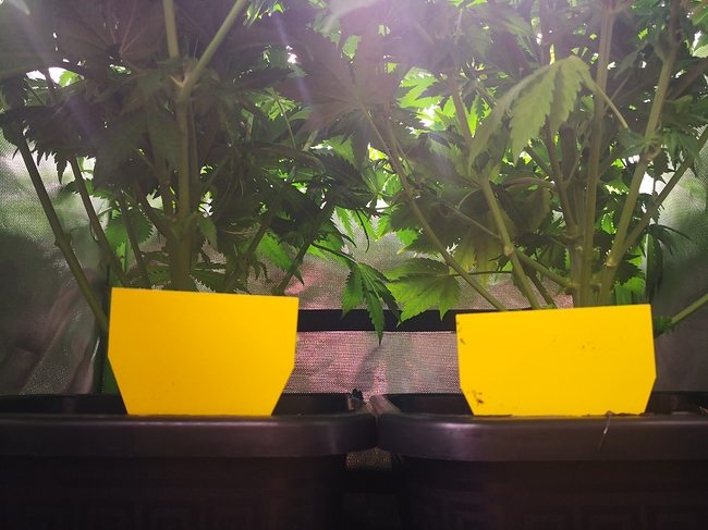 Growreport Bild 3