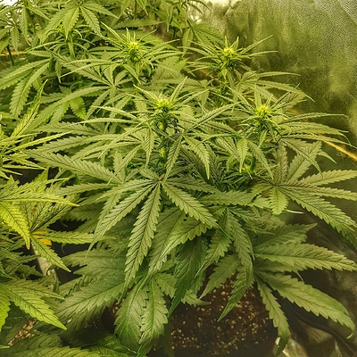Growreport Bild 7