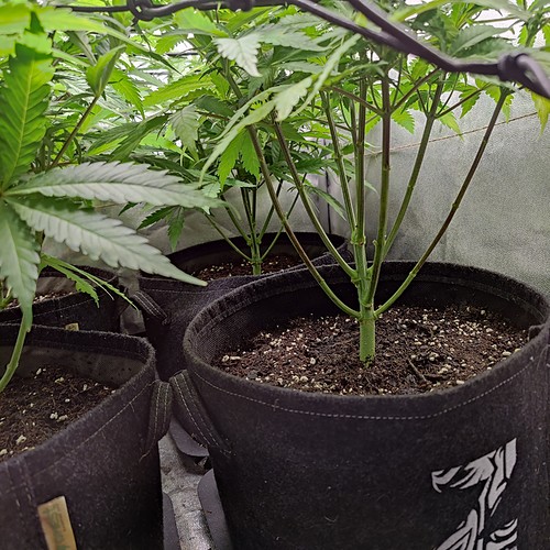 Growreport Bild 3