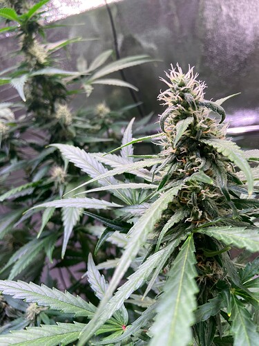 Growreport Bild 10