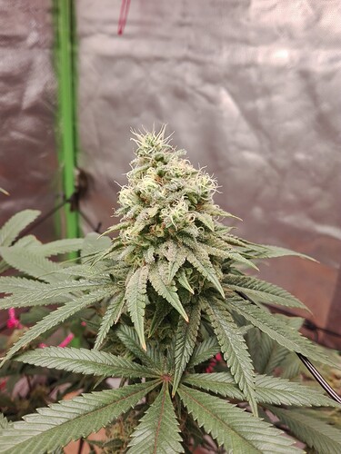 Growreport Bild 4