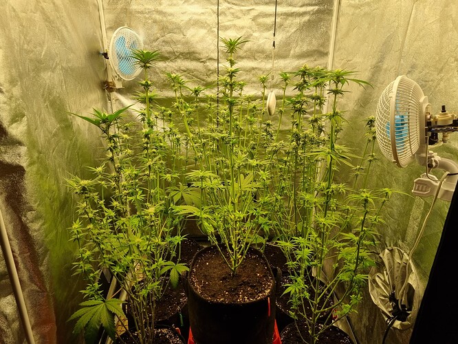 Growreport Bild 36