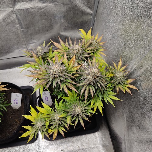 Growreport Bild 23