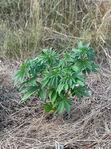 Growreport Bild 9