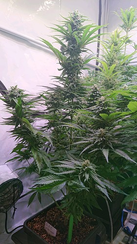 Growreport Bild 4