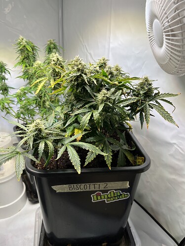 Growreport Bild 19