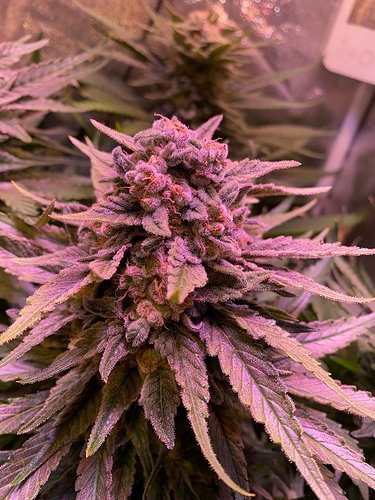 Growreport Bild 20