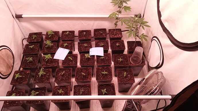 Growreport Bild 13