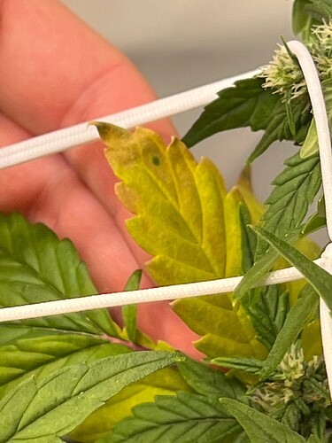 Growreport Bild 7