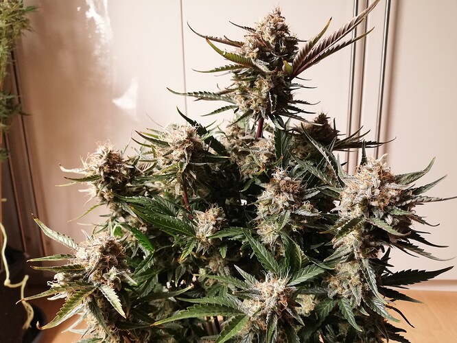 Mimosa_240107-2