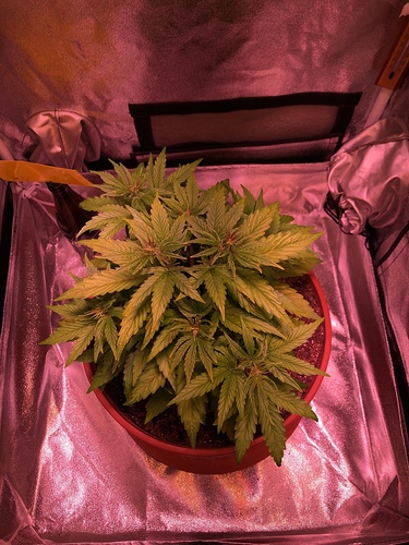 Growreport Bild 2