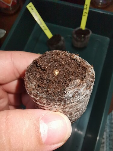 Growreport Bild 85