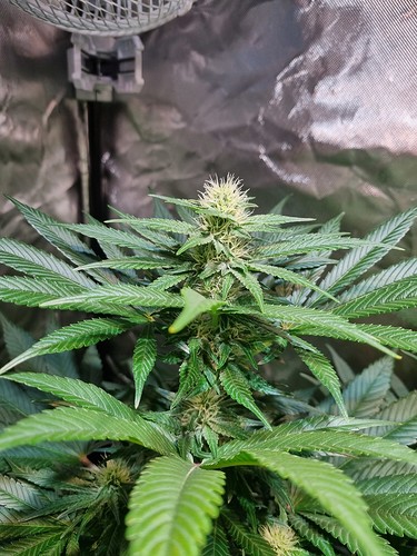 Growreport Bild 24