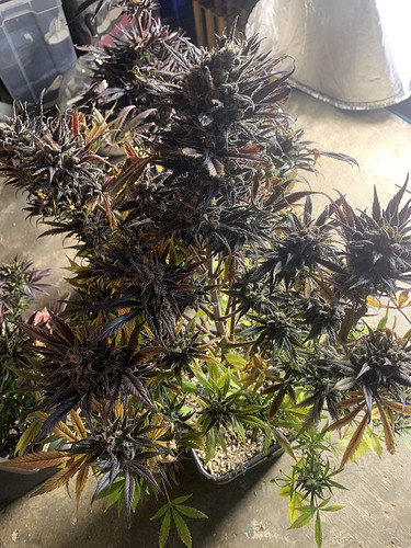 Growreport Bild 7