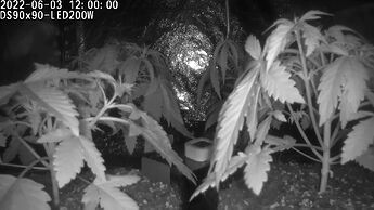 Grow ⛺ - 2022-06-03 12.00.01