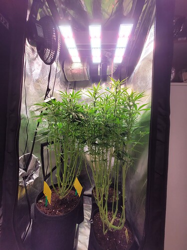 Growreport Bild 2