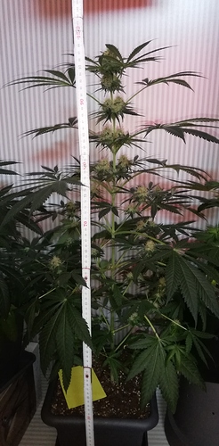 Growreport Bild 1