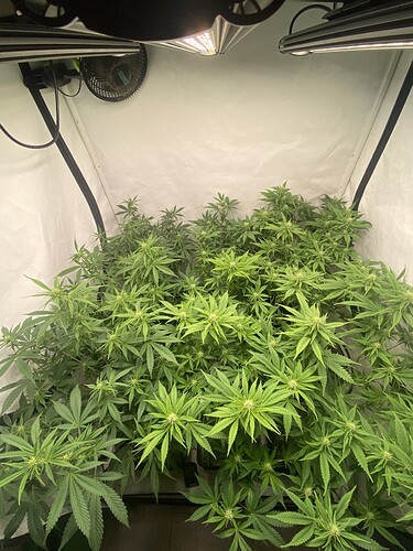 Growreport Bild 4