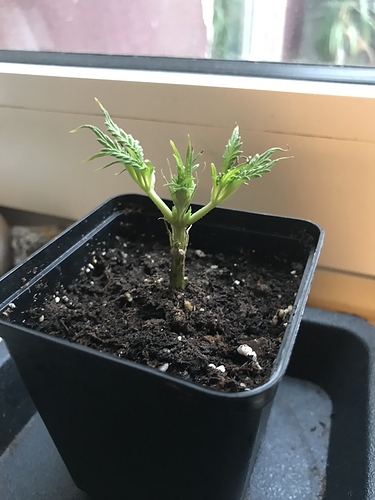 Growreport Bild 5