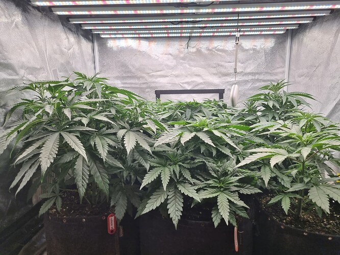 Growreport Bild 23