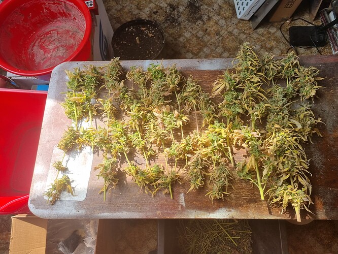 Growreport Bild 1