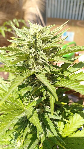 Growreport Bild 4