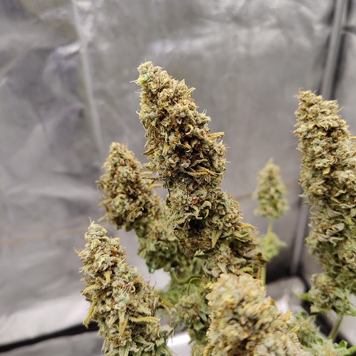 Growreport Bild 30