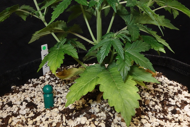Growreport Bild 41