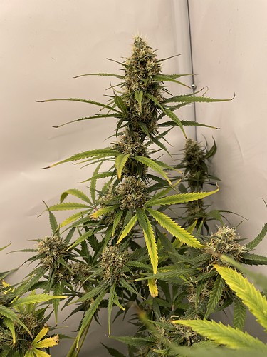 Growreport Bild 22