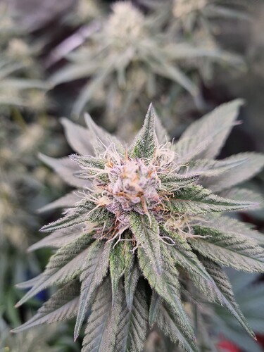 Growreport Bild 9