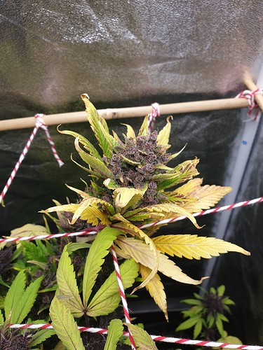 Growreport Bild 2