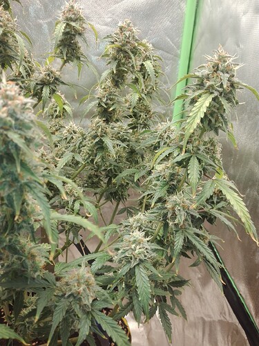 Growreport Bild 7