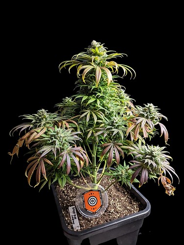 Growreport Bild 26