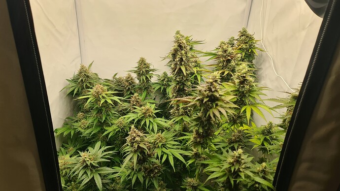 Growreport Bild 16