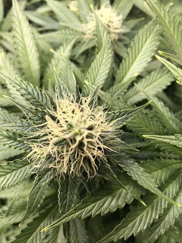 Growreport Bild 8