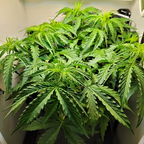 Growreport Bild 1