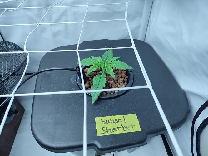 Growreport Bild 29