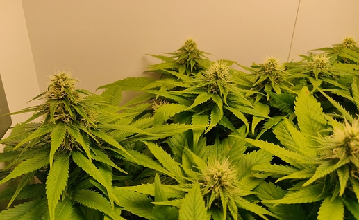 Growreport Bild 18