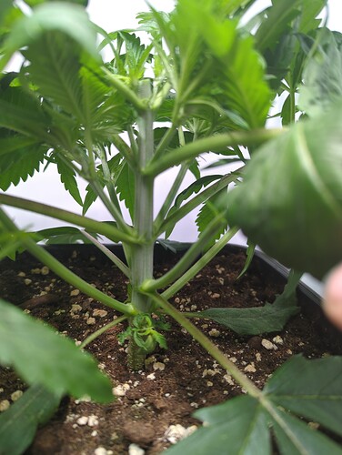 wt15_sensiskunk_stiel