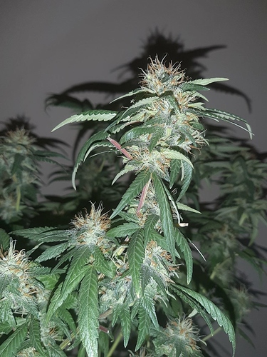 Growreport Bild 3